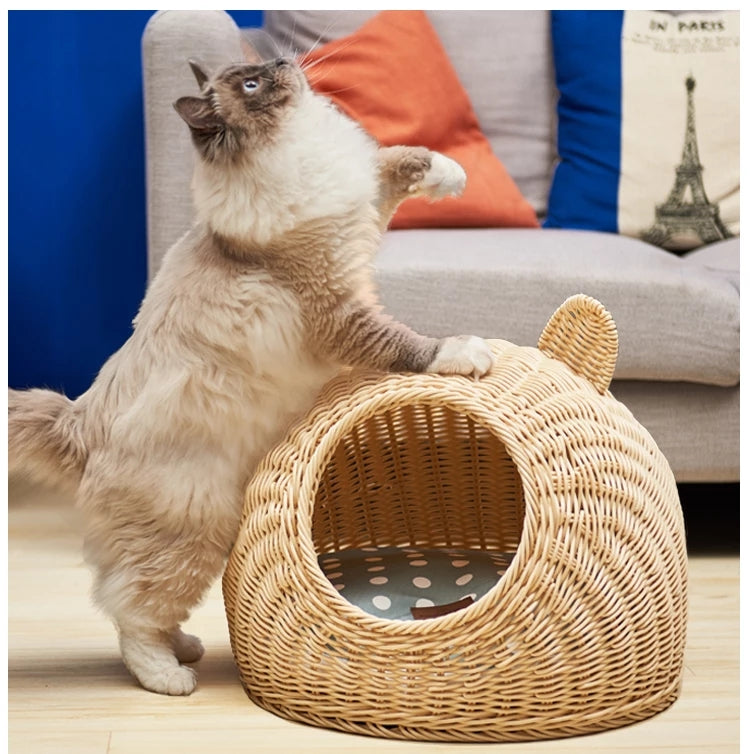 Litière pour chat