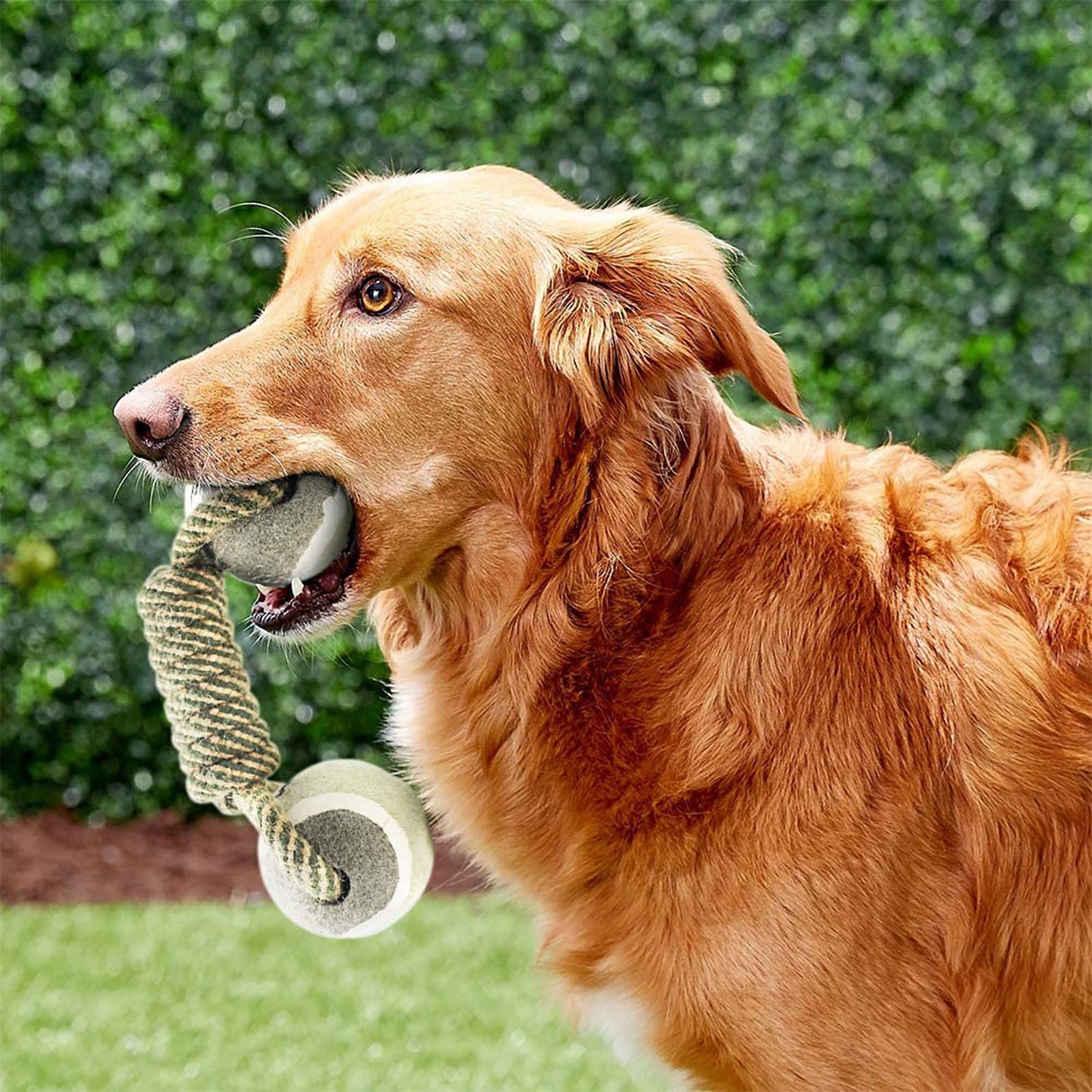 Jouet Corde en Coton pour Chien