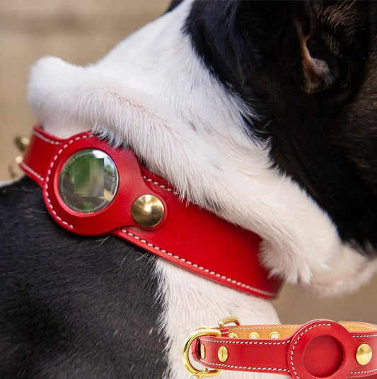 collier traceur pour chien