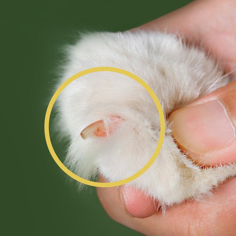 Coupe ongle pour Chats