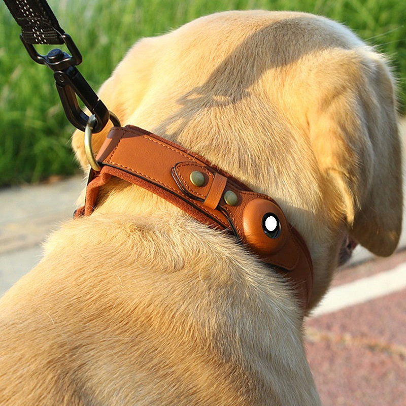 Collier pour chien