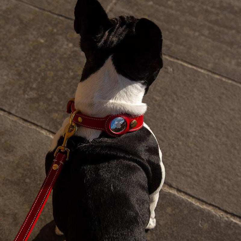 collier traceur pour chien